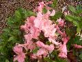 Autumn Debutante Azalea / Rhododendron 